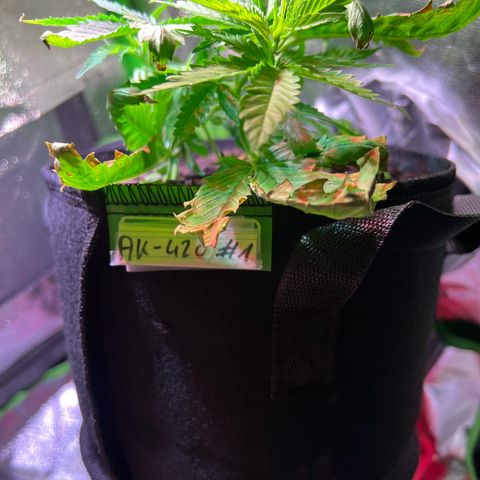 AK-420 #1 growlog timeline photo