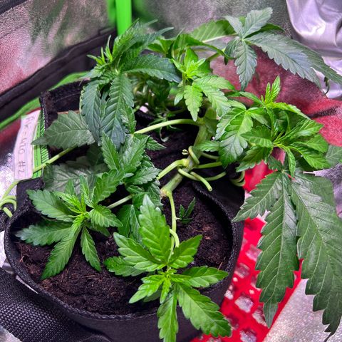 AK-420 #2 growlog timeline photo