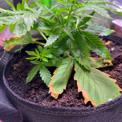 AK-420 #1 growlog timeline photo