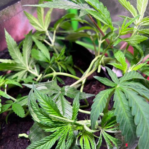 AK-420 #3 growlog timeline photo