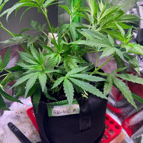 AK-420 #3 growlog timeline photo