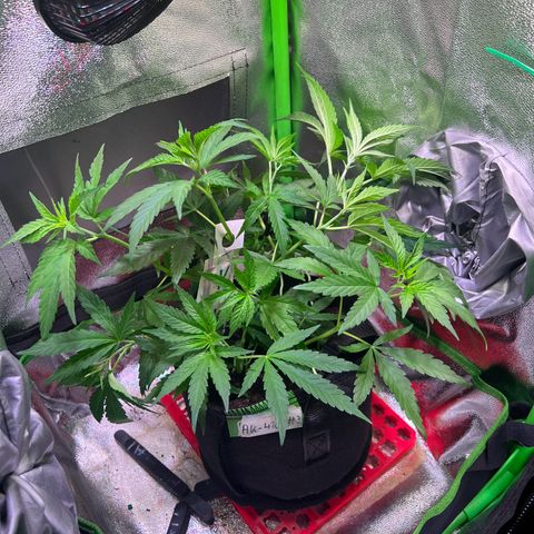 AK-420 #3 growlog timeline photo