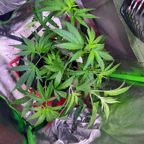 AK-420 #3 growlog timeline photo