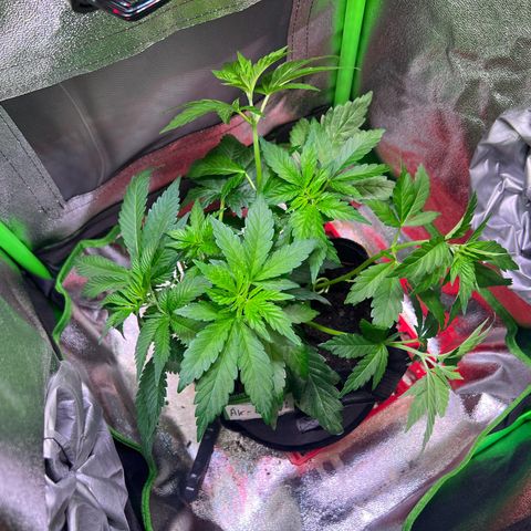 AK-420 #2 growlog timeline photo