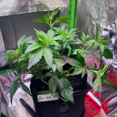 AK-420 #2 growlog timeline photo