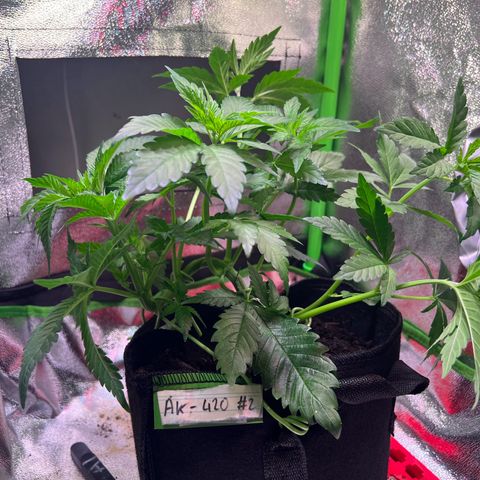 AK-420 #2 growlog timeline photo