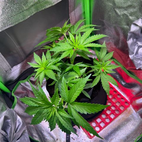 AK-420 #1 growlog timeline photo