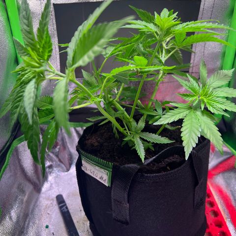 AK-420 #1 growlog timeline photo