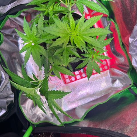 AK-420 #1 growlog timeline photo