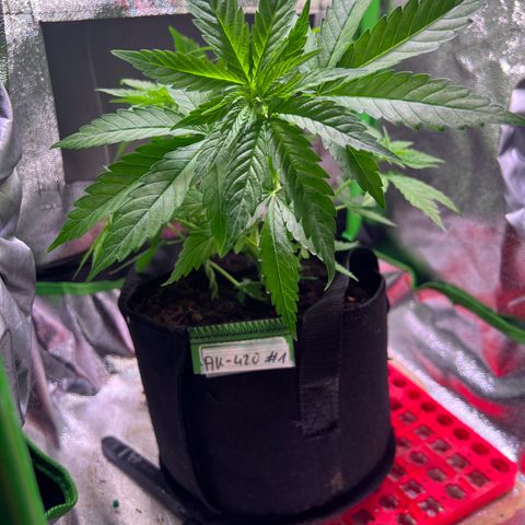 AK-420 #1 growlog timeline photo