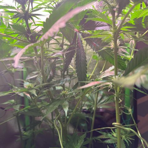 AK-420 #1 growlog timeline photo