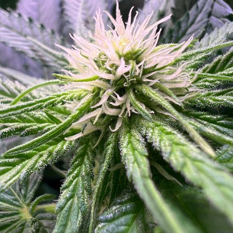 AK-420 #1 growlog timeline photo