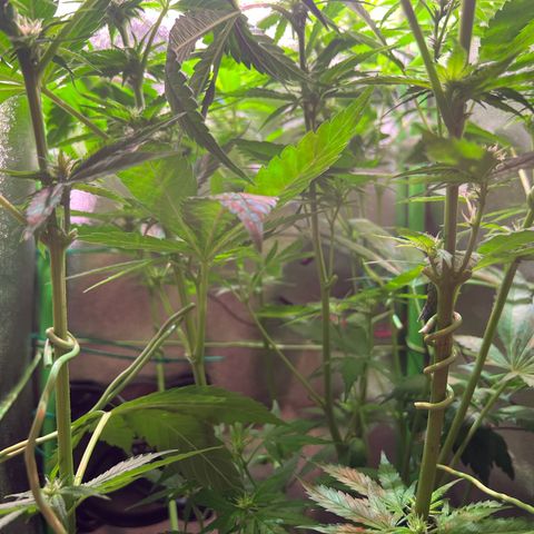 AK-420 #1 growlog timeline photo