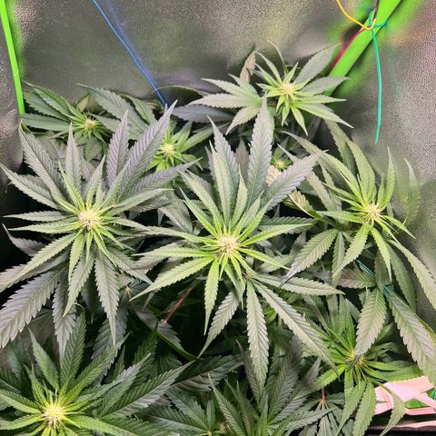 AK-420 #1 growlog timeline photo