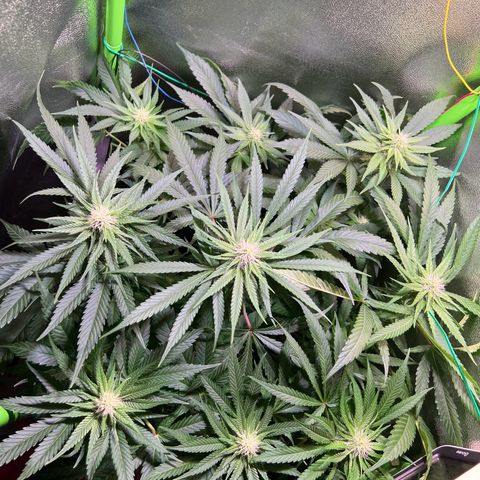 AK-420 #1 growlog timeline photo