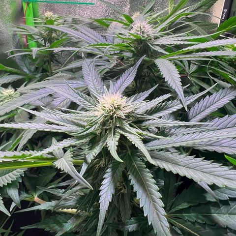 AK-420 #1 growlog timeline photo