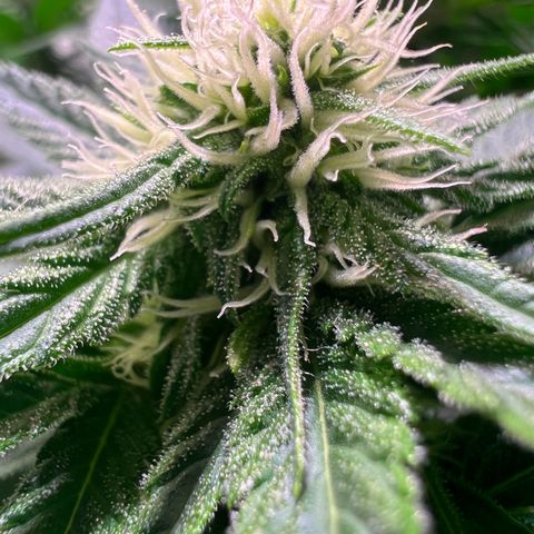 AK-420 #1 growlog timeline photo