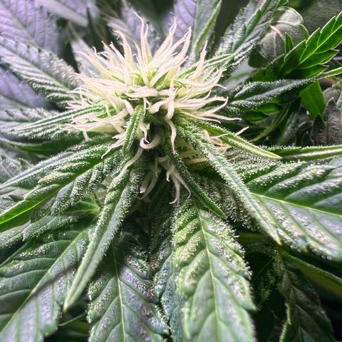 AK-420 #1 growlog timeline photo