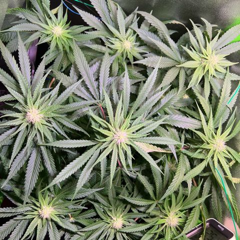 AK-420 #1 growlog timeline photo