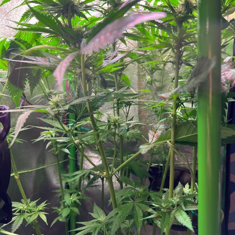 AK-420 #1 growlog timeline photo