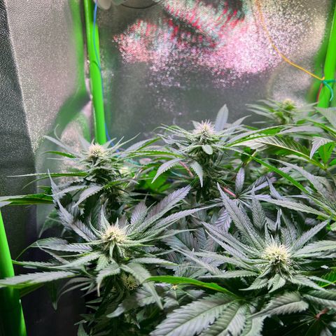 AK-420 #1 growlog timeline photo