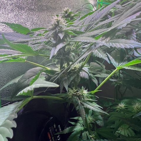 AK-420 #1 growlog timeline photo