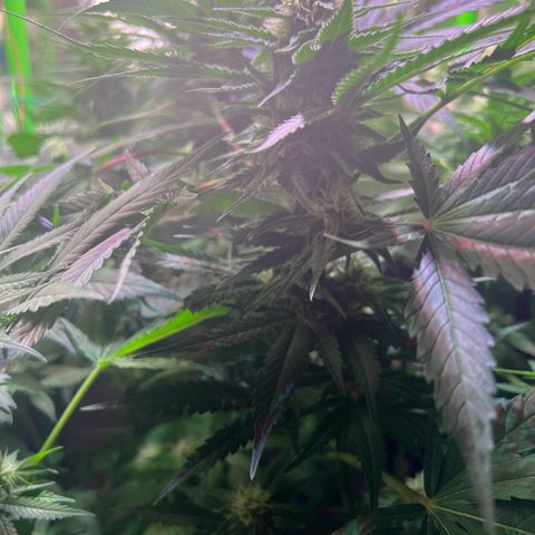 AK-420 #1 growlog timeline photo