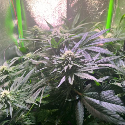 AK-420 #1 growlog timeline photo