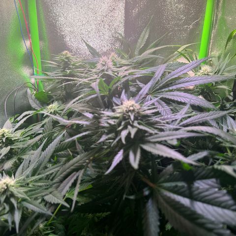 AK-420 #1 growlog timeline photo
