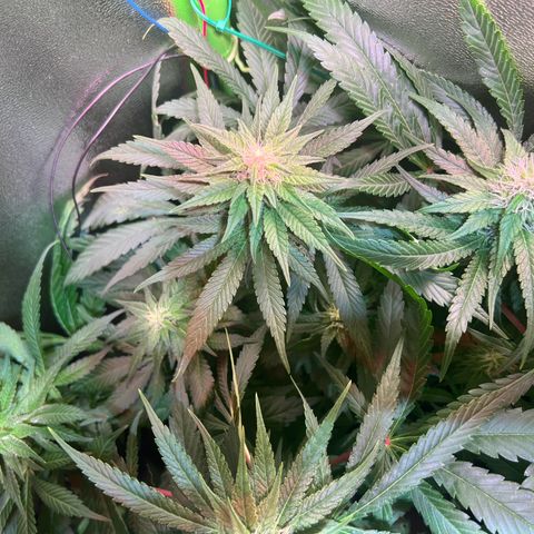 AK-420 #1 growlog timeline photo