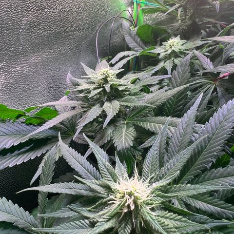 AK-420 #1 growlog timeline photo