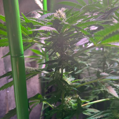 AK-420 #1 growlog timeline photo