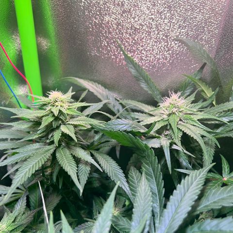 AK-420 #1 growlog timeline photo