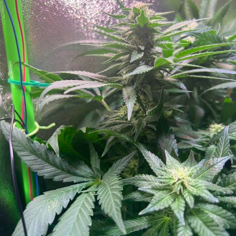AK-420 #1 growlog timeline photo