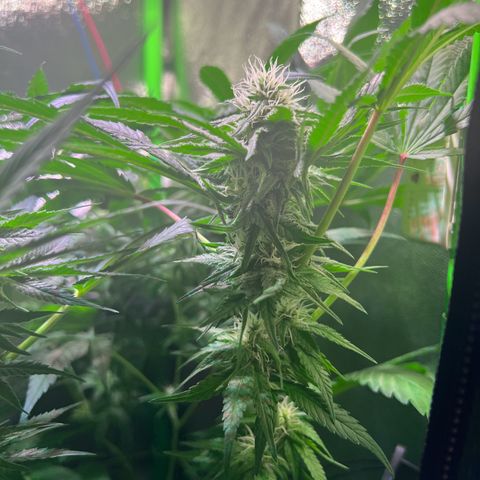 AK-420 #1 growlog timeline photo