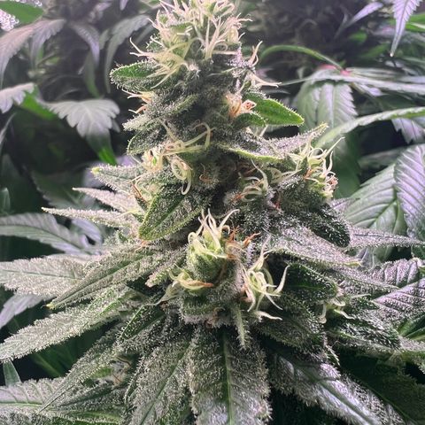 AK-420 #1 growlog timeline photo