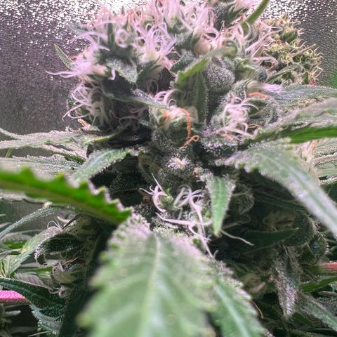 AK-420 #1 growlog timeline photo