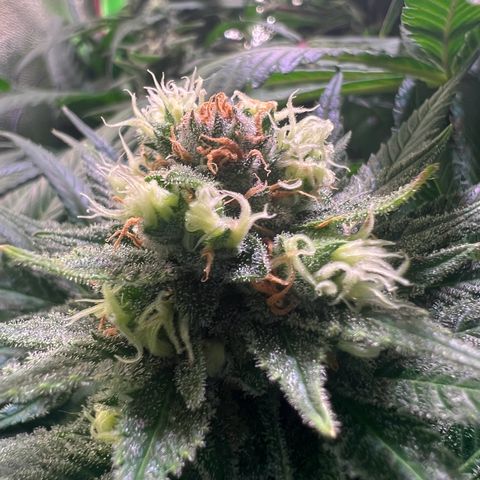 AK-420 #1 growlog timeline photo