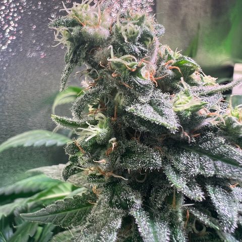 AK-420 #1 growlog timeline photo