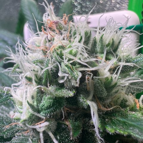 AK-420 #1 growlog timeline photo