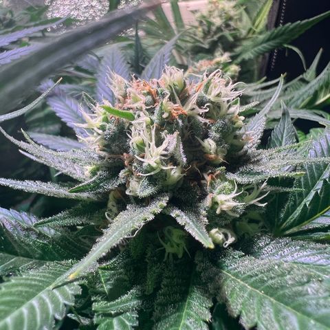 AK-420 #1 growlog timeline photo