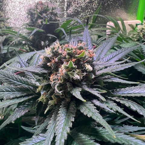 AK-420 #1 growlog timeline photo
