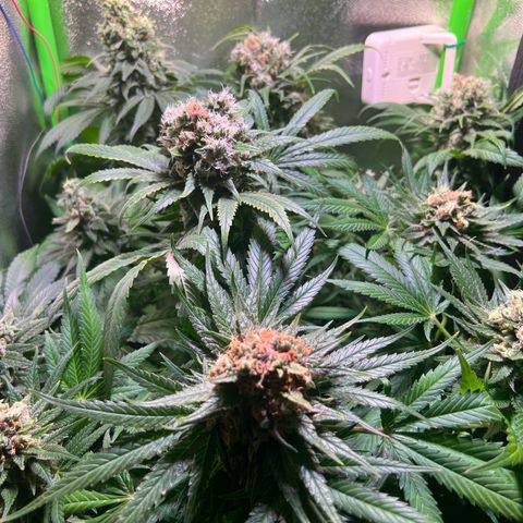 AK-420 #1 growlog timeline photo