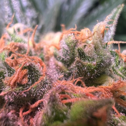 AK-420 #1 growlog timeline photo