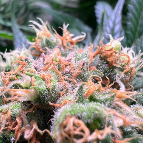 AK-420 #1 growlog timeline photo