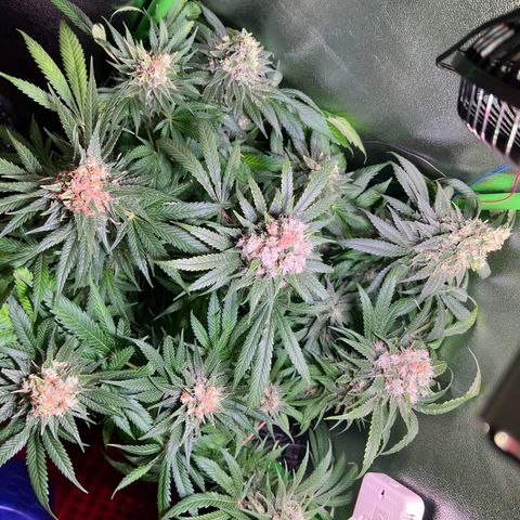 AK-420 #1 growlog timeline photo