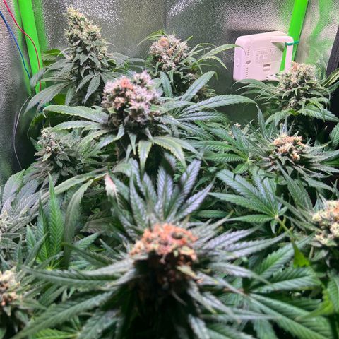 AK-420 #1 growlog timeline photo