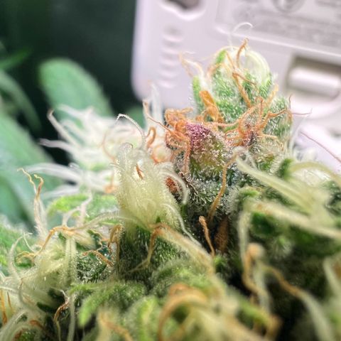 AK-420 #1 growlog timeline photo