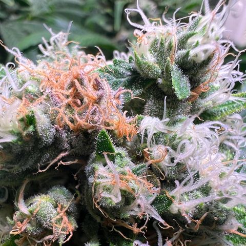 AK-420 #1 growlog timeline photo