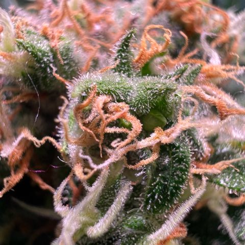 AK-420 #1 growlog timeline photo
